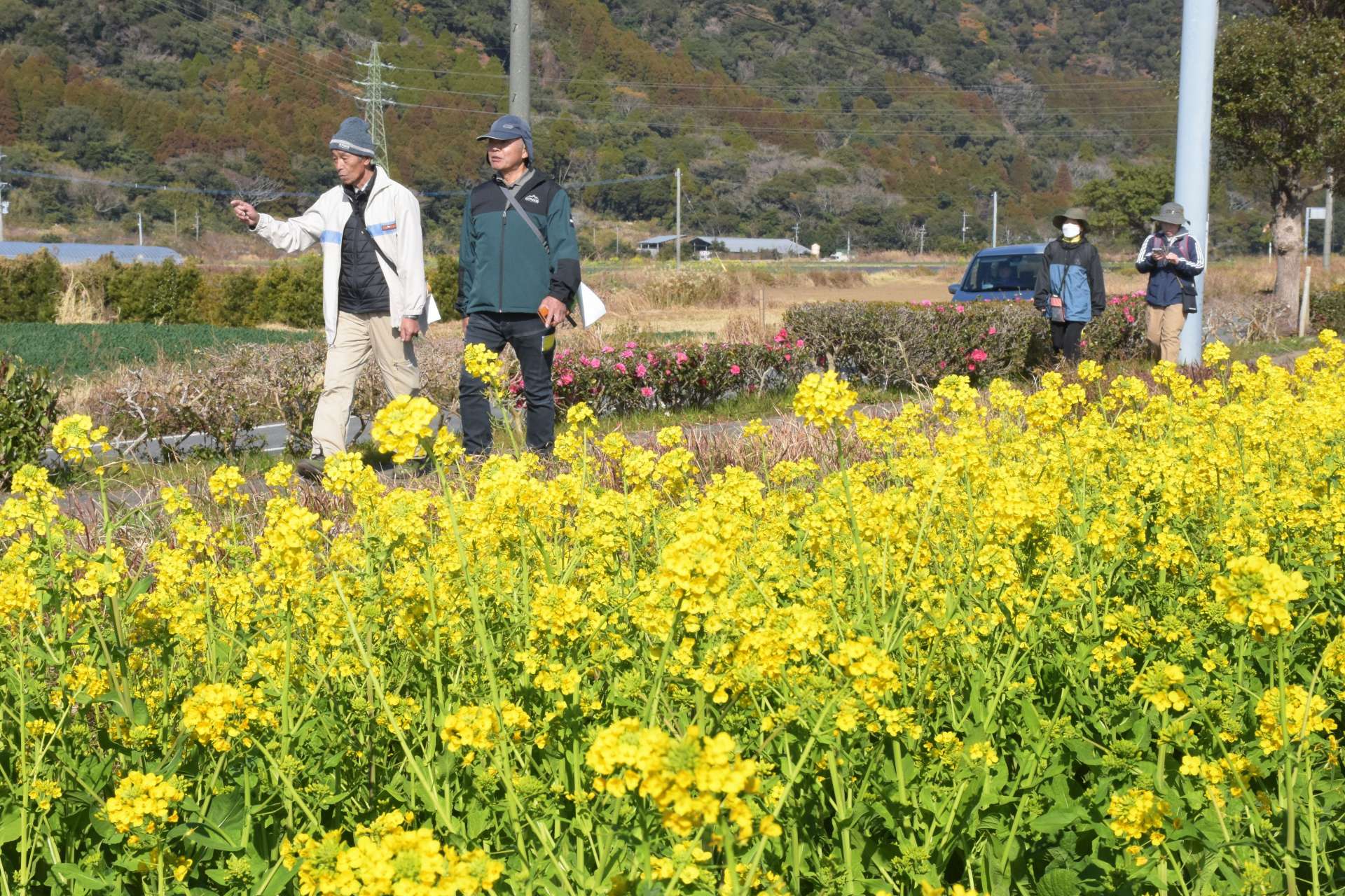 菜の花畑が広がるコースを歩く参加者＝指宿市開聞