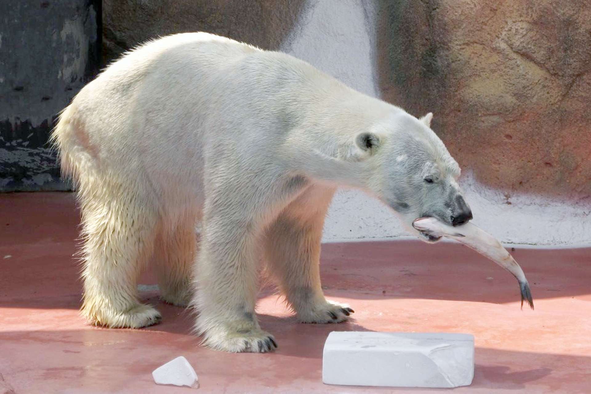 ３月２３日で公開が終わるホッキョクグマのライト（平川動物公園提供）