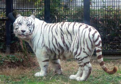 生前のホワイトタイガーのカイ（平川動物公園提供）