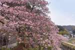 見頃を迎えた證海寺の桜＝２月２７日、阿久根市大川
