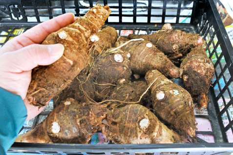 屋久島町原集落で収穫される伝統野菜「かわひこ」