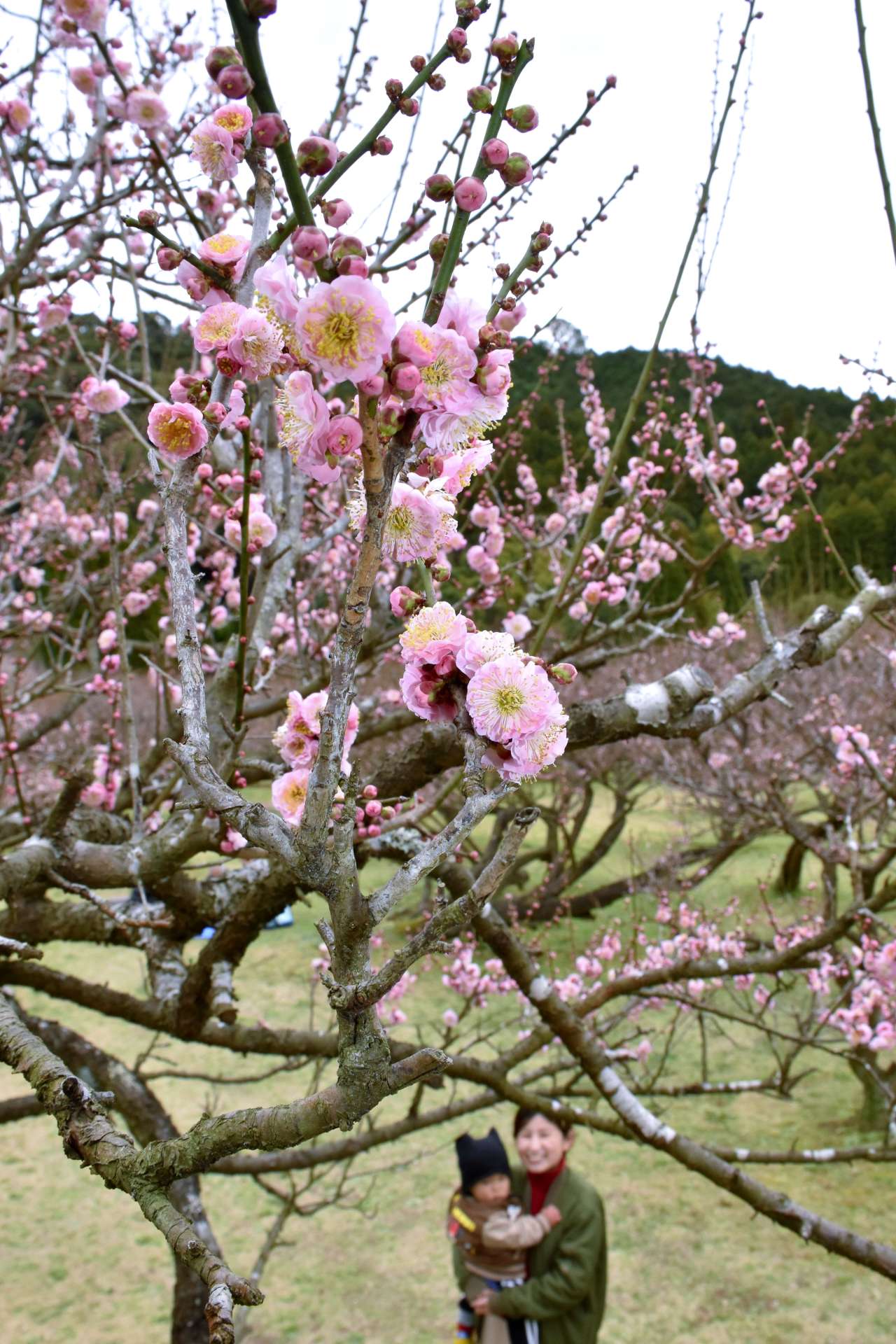 咲き始めた藤川天神の梅＝６日、薩摩川内市東郷