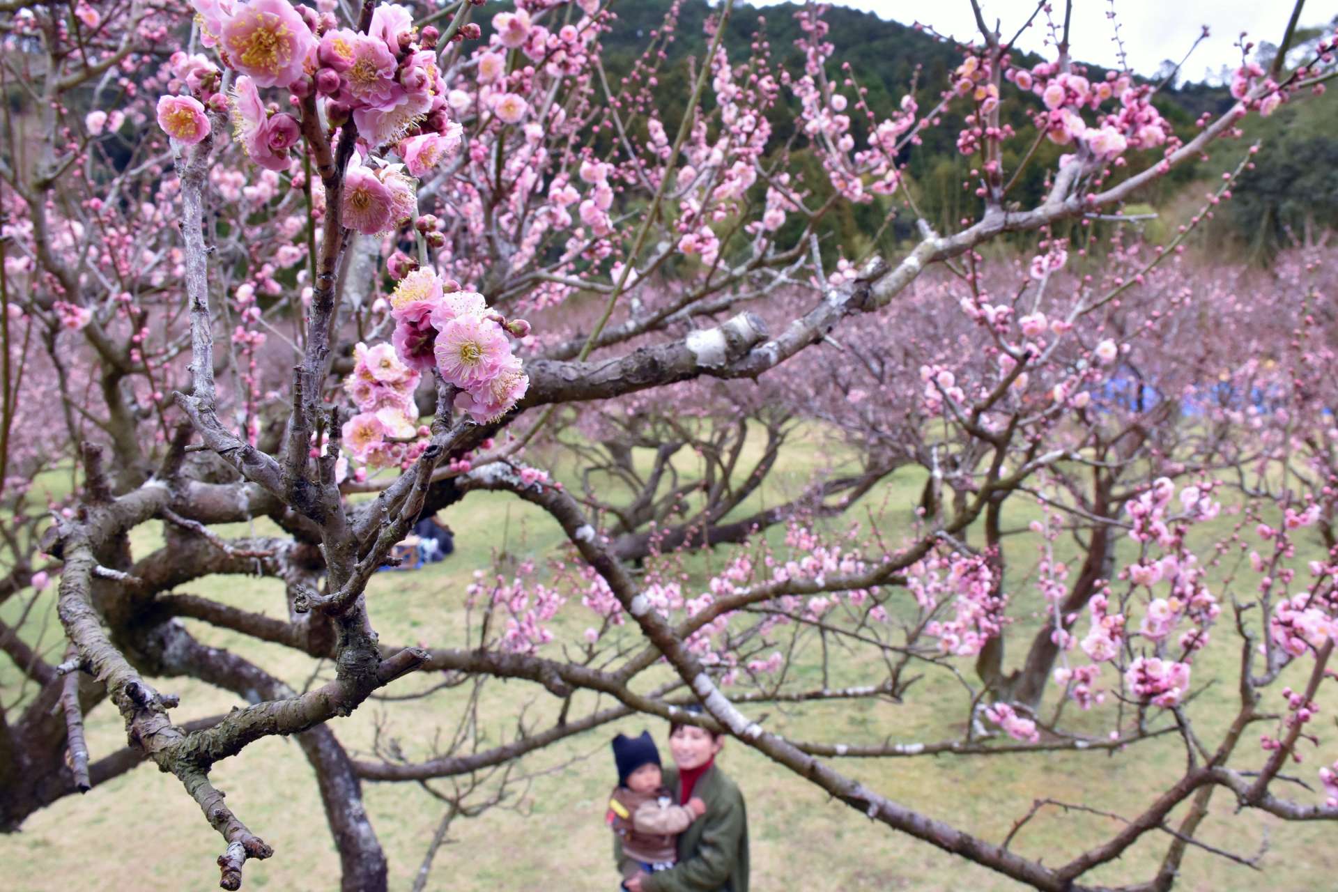 咲き始めた藤川天神の梅＝６日、薩摩川内市東郷