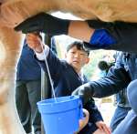 搾乳を体験する平佐東小学校の児童＝薩摩川内市の同校