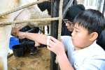 搾乳を体験する平佐東小学校の児童＝薩摩川内市の同校