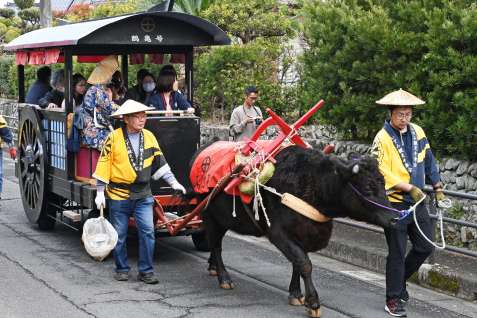 御所車を引く「ちはる」。この日が最後の出番となった＝２日、出水市野田町上名