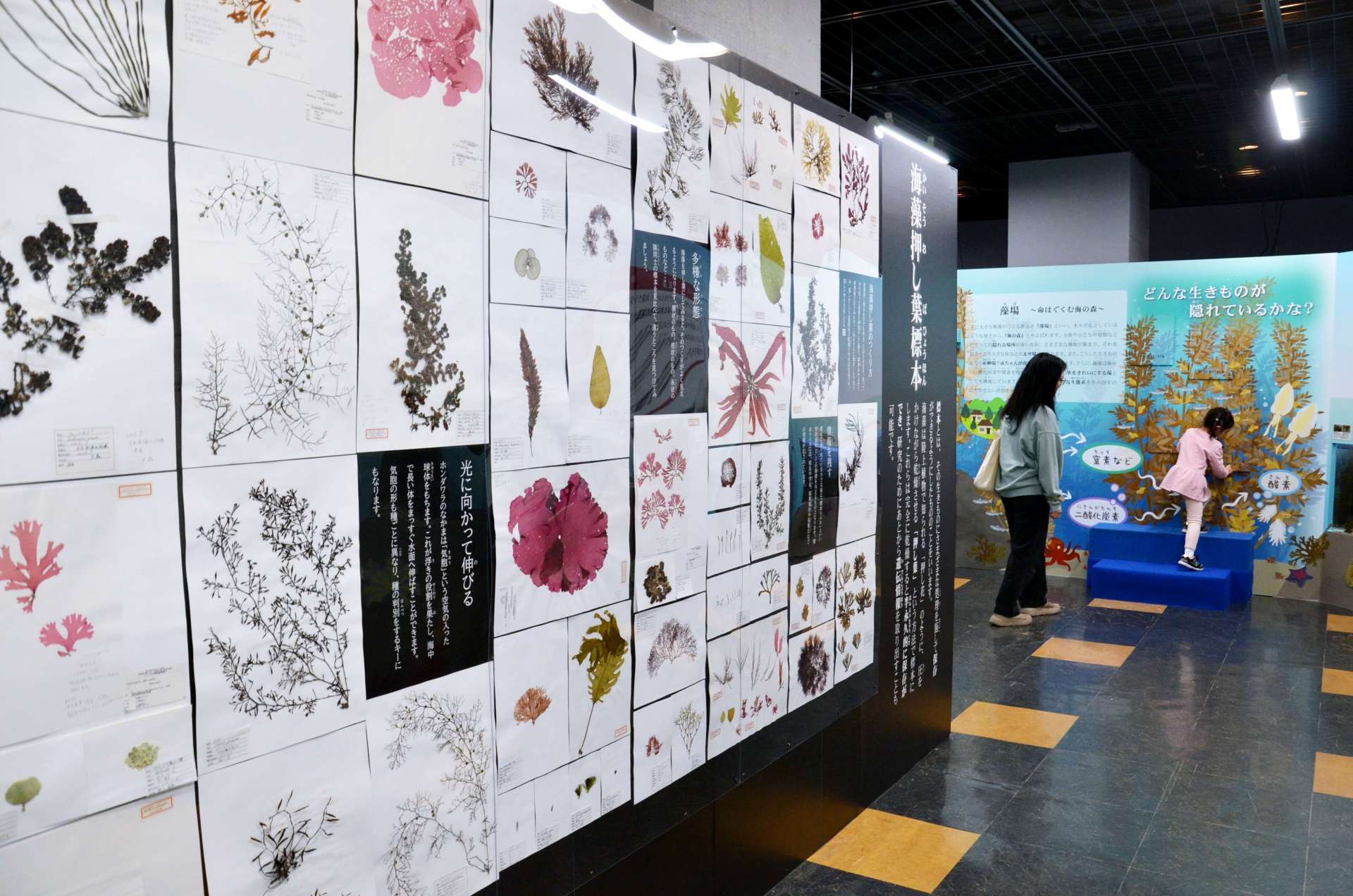 海藻の魅力を伝える特別企画展＝１４日、鹿児島市のかごしま水族館