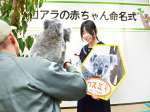 カスミと母親のヒマワリに対面して喜ぶ名付け親代表の薄窪志歩さん＝２２日、鹿児島市の平川動物公園
