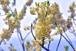 淡黄色の花をいっぱいにつけたアオモジ＝２１日、長島町城川内の国道３８９号