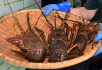 肝付町でとれた「えっがね」（資料写真）