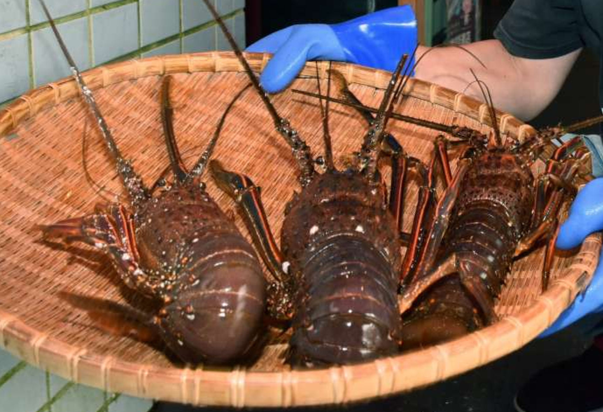 肝付町でとれた「えっがね」（資料写真）