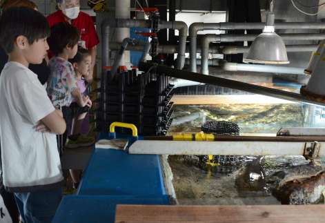 イカ類の水槽を上から見学するツアー参加者＝２７日、鹿児島市のかごしま水族館