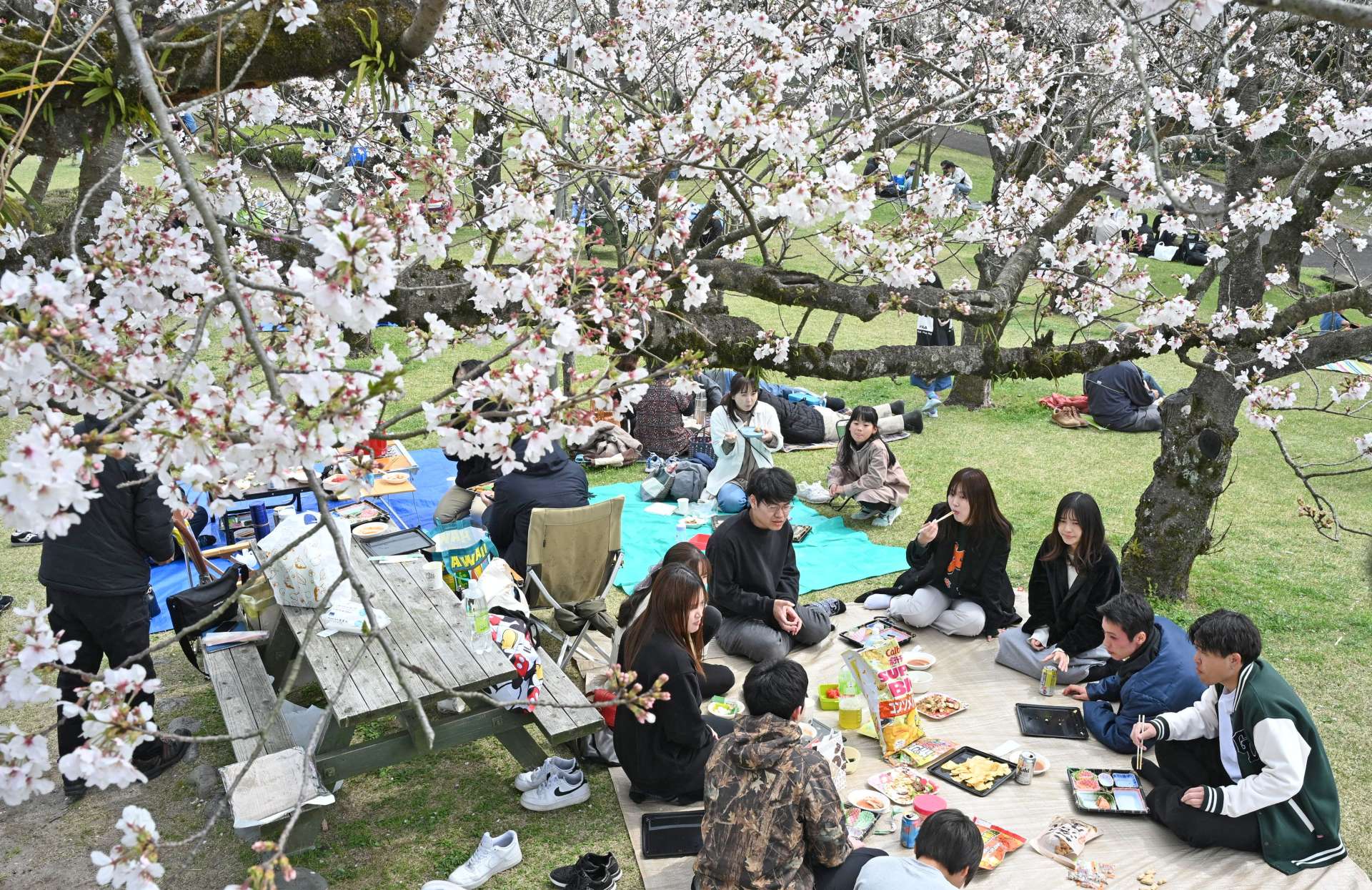 城山公園で満開の桜を楽しむ花見客＝３０日、霧島市国分上小川