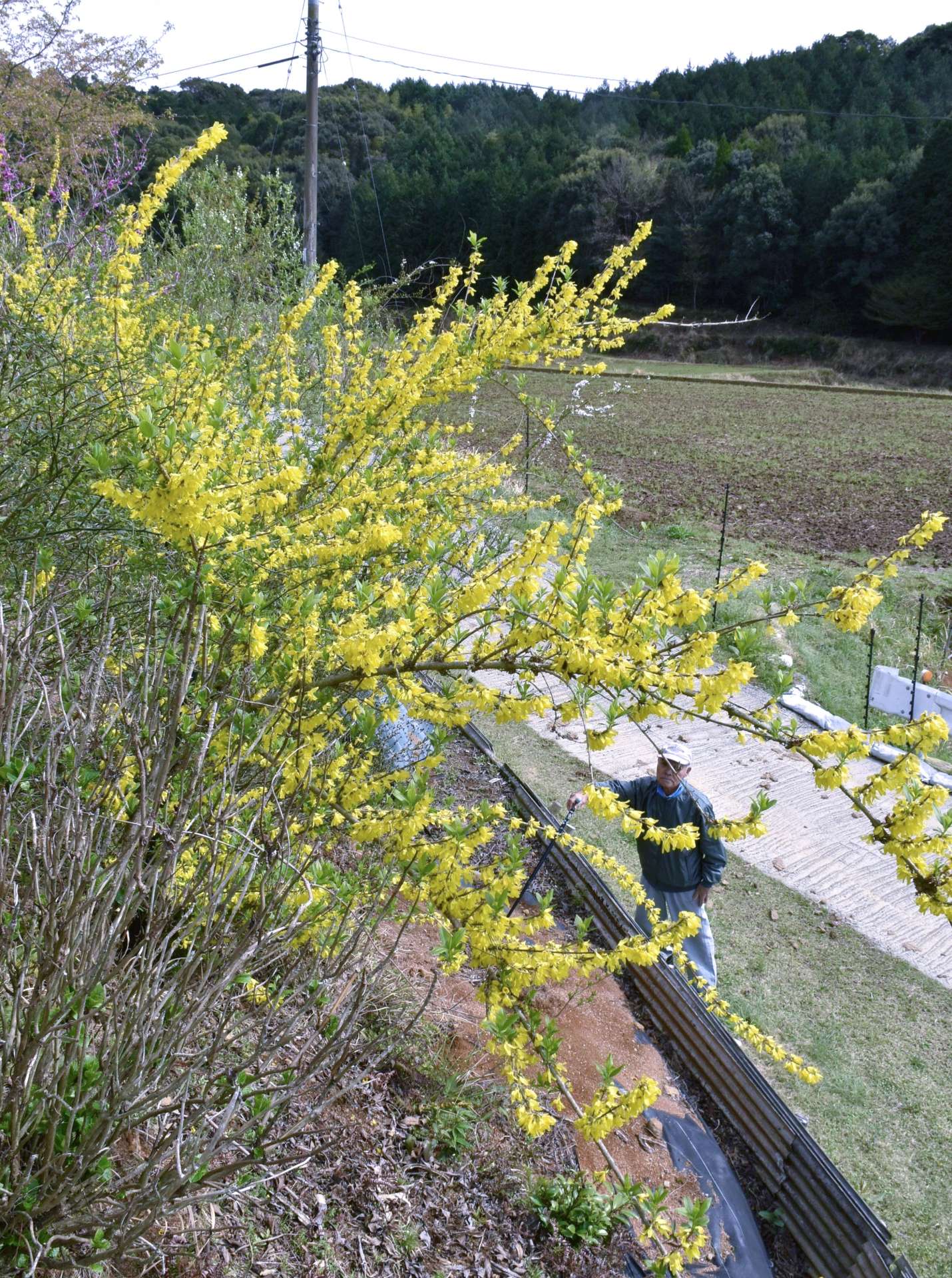 鮮やかに咲き誇るレンギョウ＝３０日、伊佐市大口針持