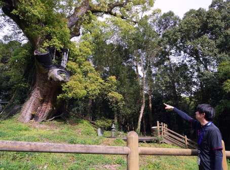 〈関連〉復旧作業が完了した塚崎の大クス＝３日、肝付町野崎