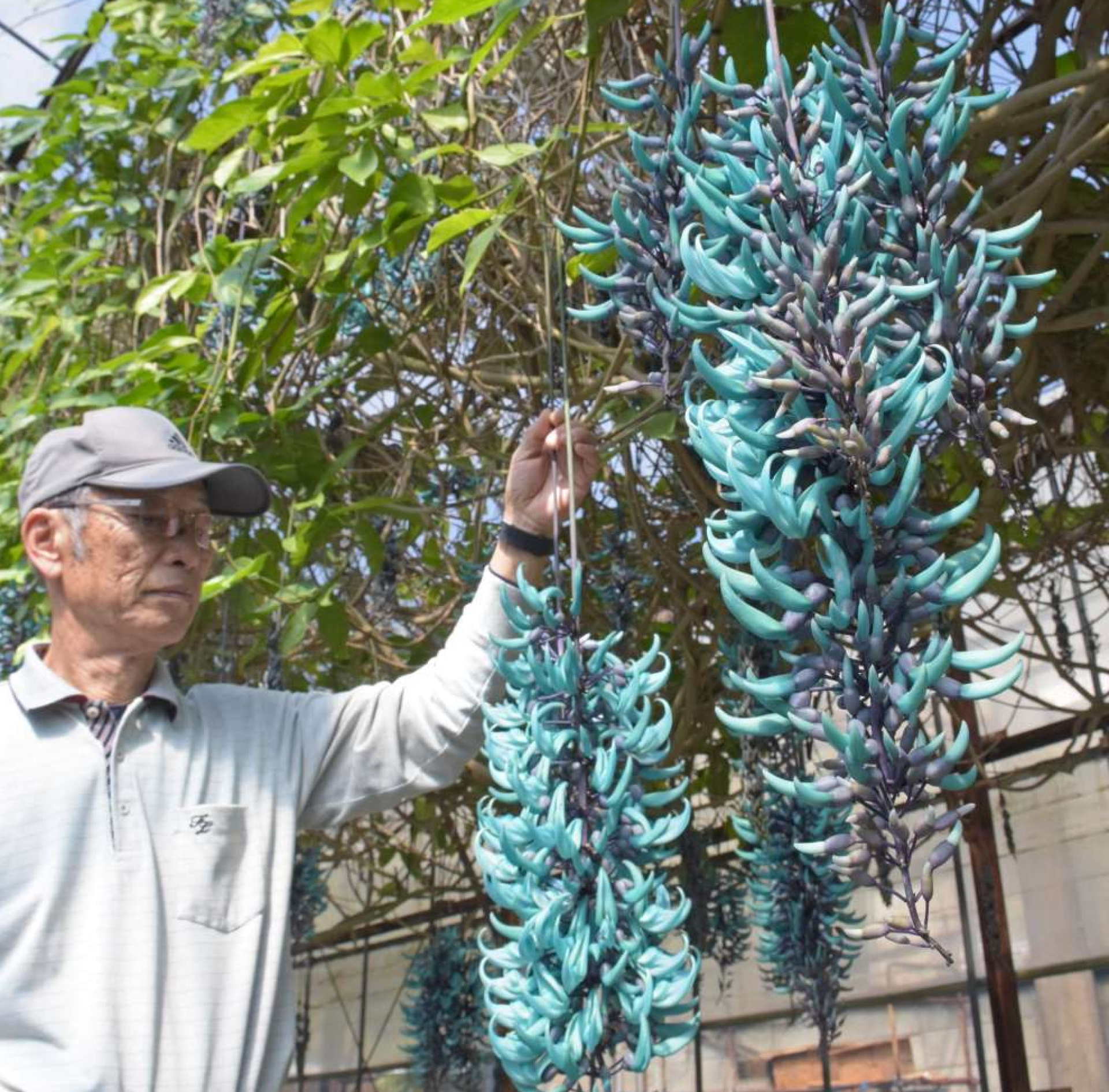 鮮やかな青緑色の花が目を引くヒスイカズラ＝４日、指宿市東方