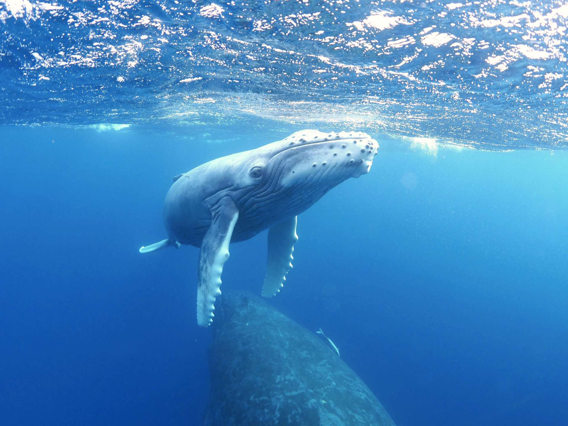 奄美大島近海を回遊する子クジラ＝２月（興克樹さん提供）