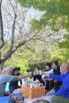 ツタの除去や草刈りを経て、満開を迎えた桜の下で花見を楽しむ小松さん夫妻（写真奥）と住民ら＝６日、指宿市山川利永