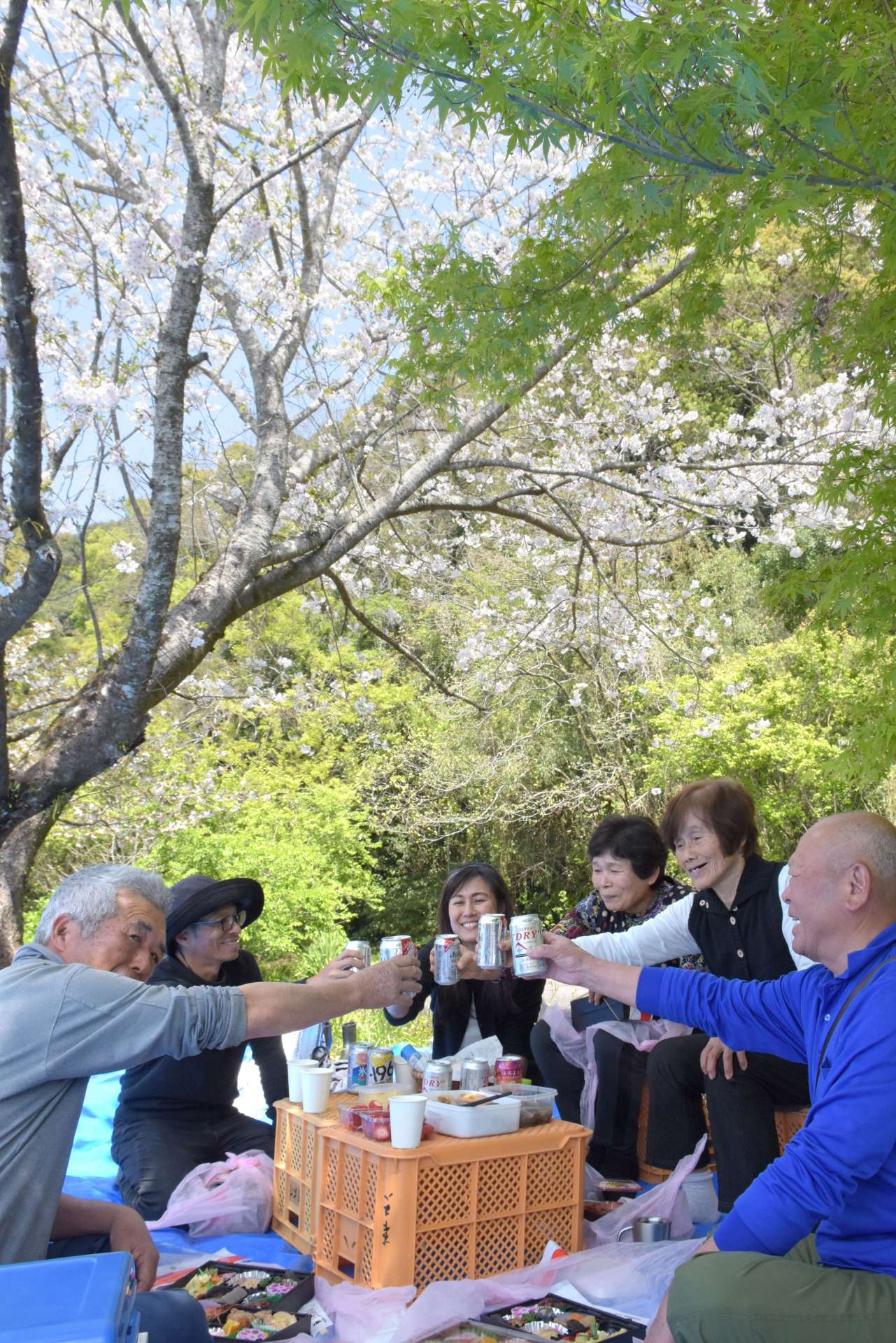 ツタの除去や草刈りを経て、満開を迎えた桜の下で花見を楽しむ小松さん夫妻（写真奥）と住民ら＝６日、指宿市山川利永