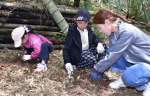 串木野城跡でタケノコを掘り出す家族＝いちき串木野市の同城跡