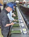 新茶の色や香り、手触りなどを確かめる茶商ら＝９日、鹿児島市の県茶市場