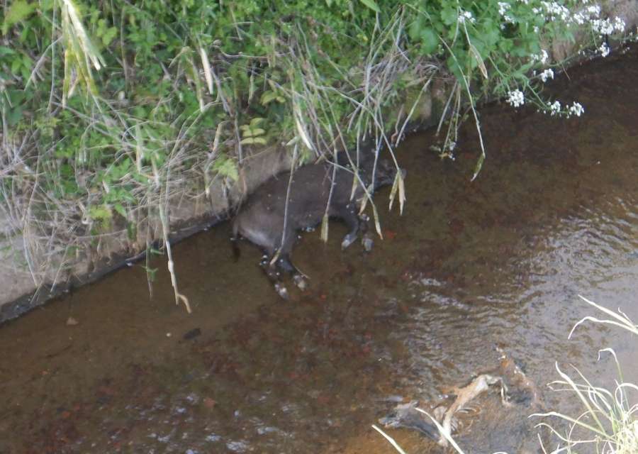 〈関連〉都城市内の用水路で豚熱感染が確認された野生イノシシの死骸（宮崎県提供）
