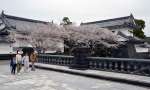 満開の桜に包まれた「森岡城」＝えびの市大明司