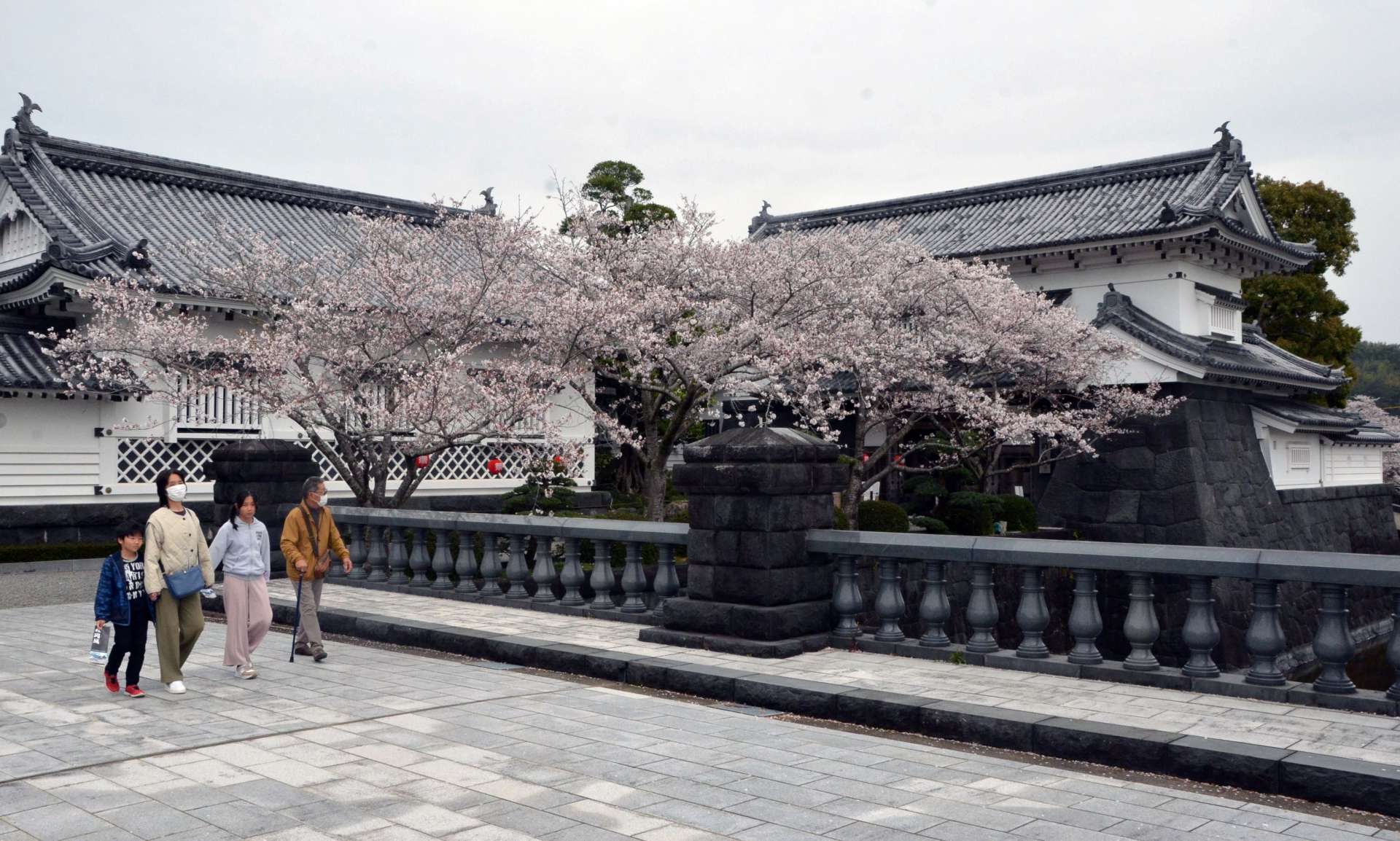 満開の桜に包まれた「森岡城」＝えびの市大明司
