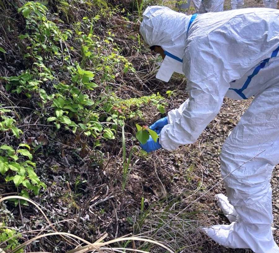 野生イノシシが移動する獣道に経口ワクチンを散布する関係者＝１６日、都城市内（宮崎県提供）