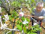 真っ白なリンゴの花に授粉作業を行う多田宰資さん＝１３日、都城市蓑原町