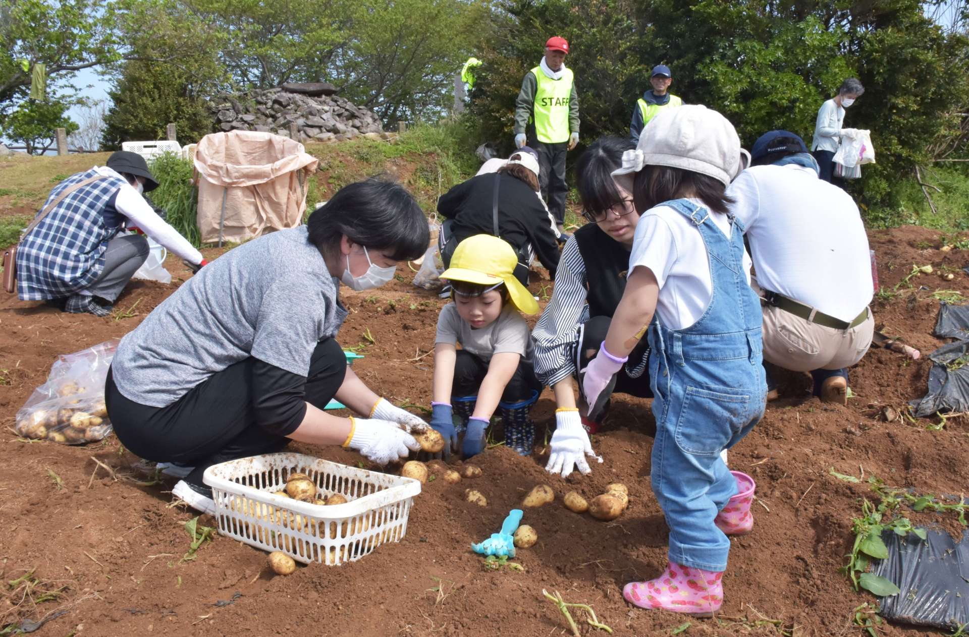 赤土の畑でバレイショを掘りだす家族連れ＝１８日、長島町蔵之元