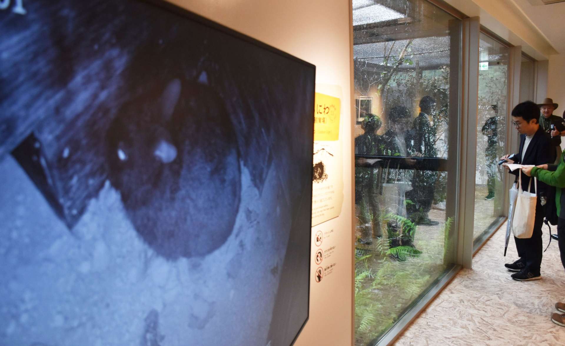 屋外飼育場にいるアマミノクロウサギの巣の中の様子を映像でも確認できる
