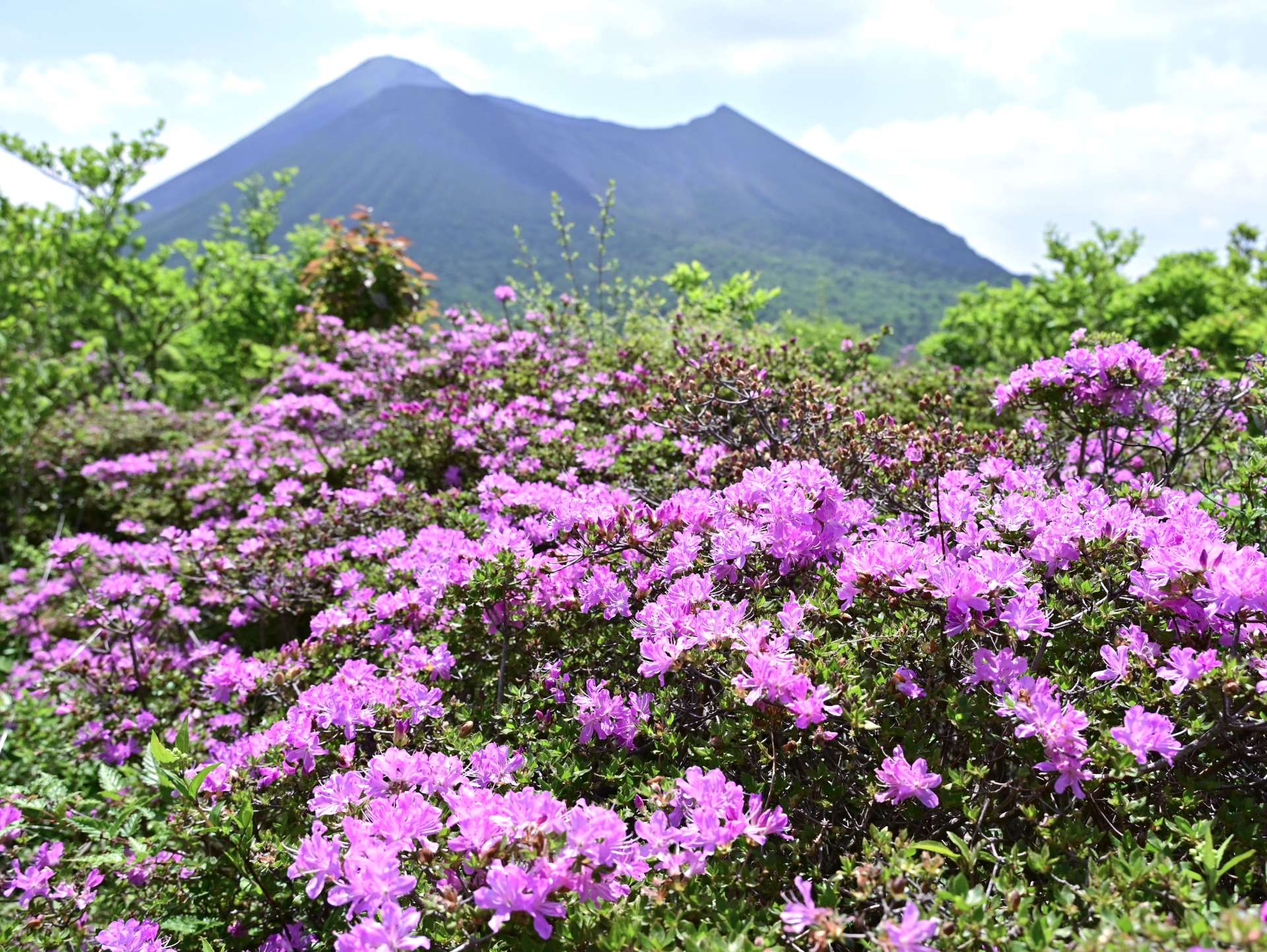 新緑の中、登山道を鮮やかに彩るミヤマキリシマ＝２０２４年５月８日、霧島市
