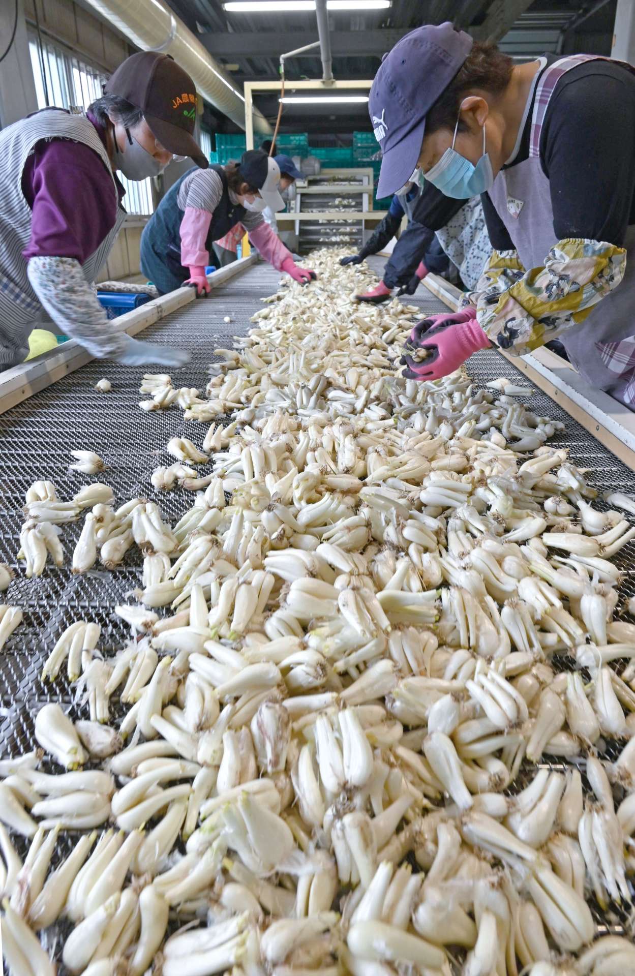 「加世田砂丘らっきょう」の選別をする作業員＝２２日、南さつま市加世田高橋
