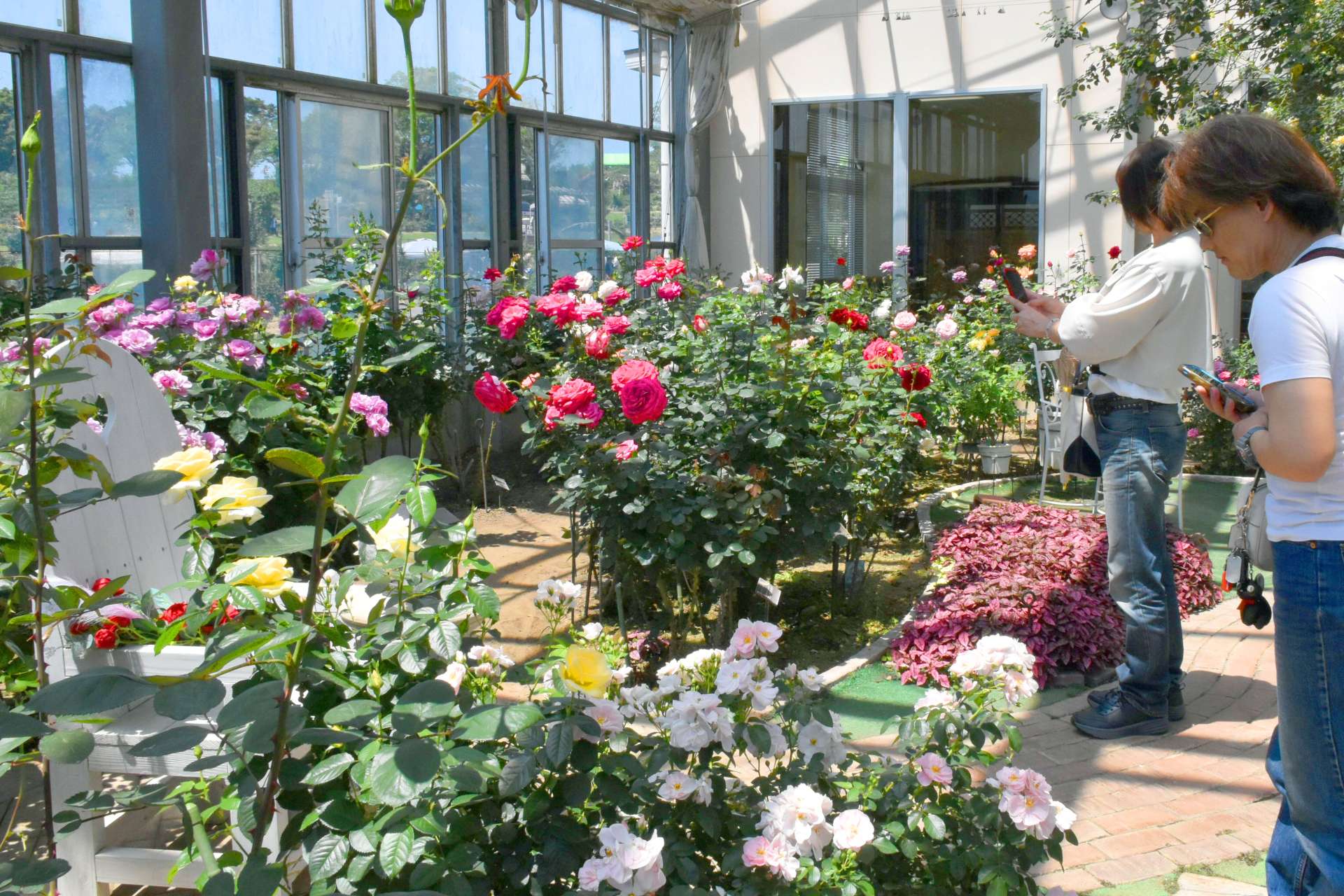 温室でバラを観賞する来園者＝２６日、鹿屋市のかのやばら園