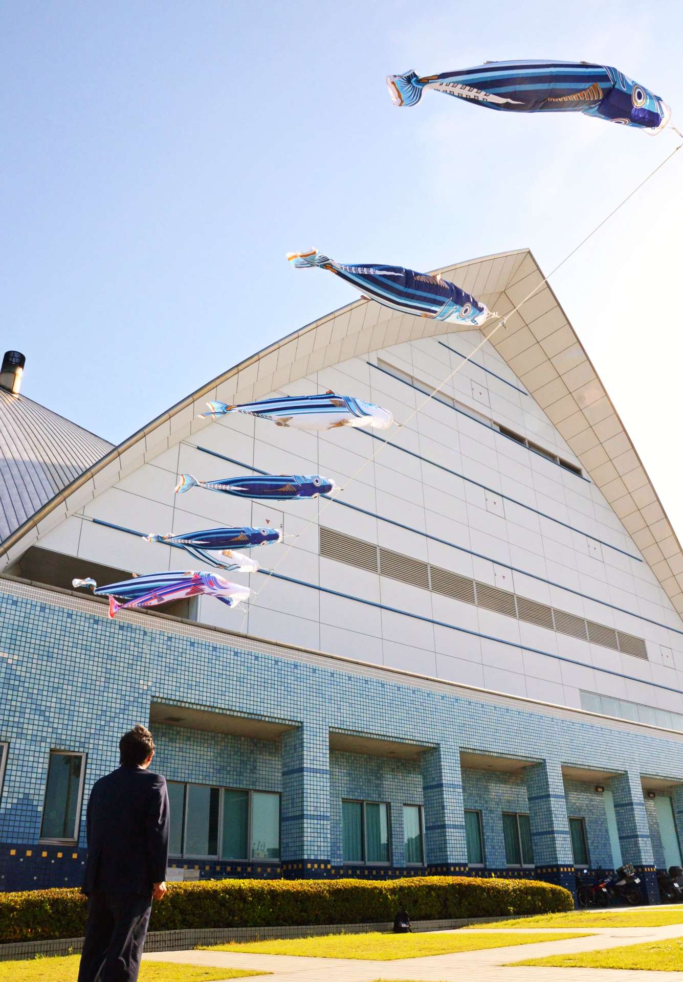 青空にはためく「カツオのぼり」＝２４日、鹿児島市のかごしま水族館