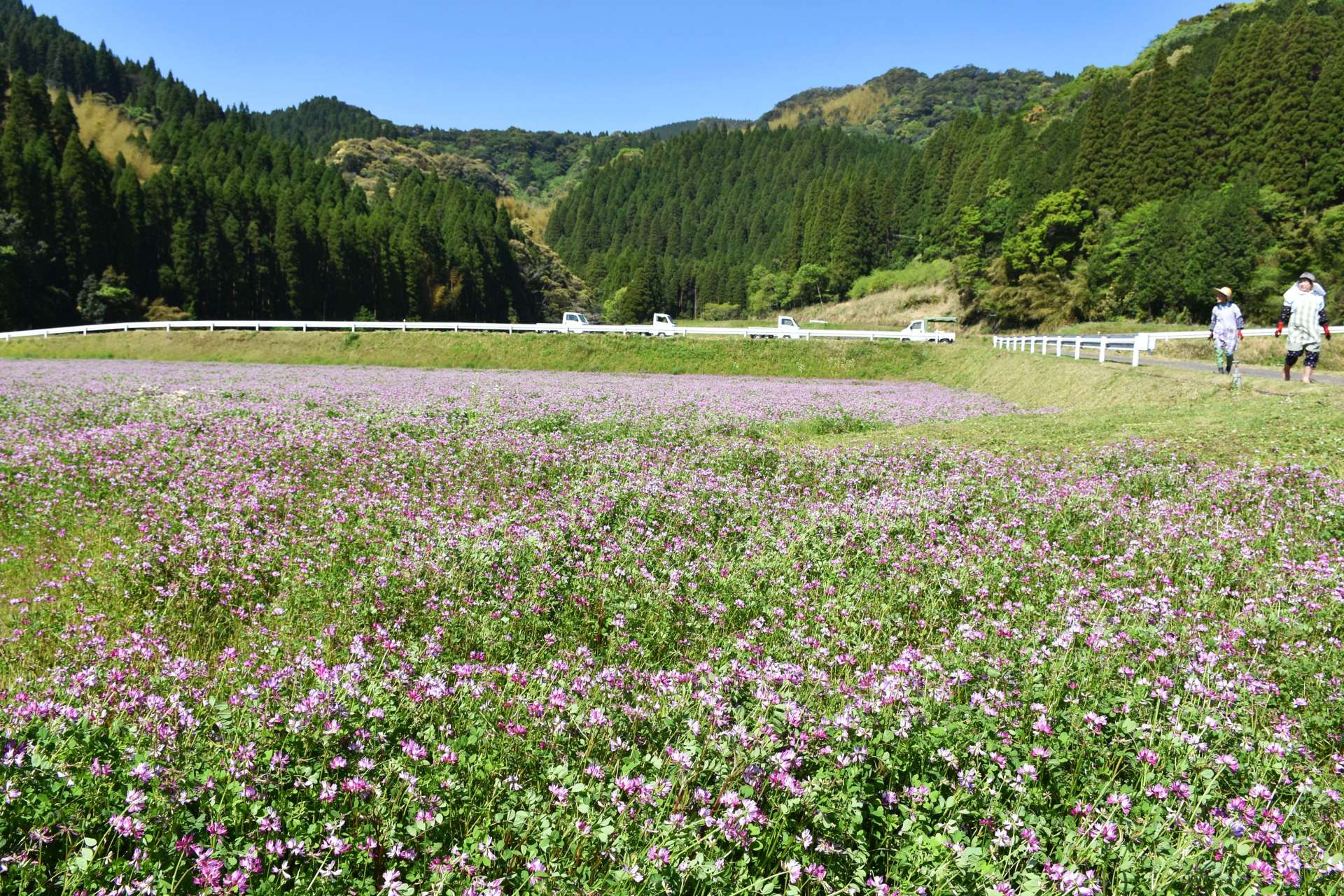 見頃を迎えたレンゲ畑＝２６日、姶良市北山