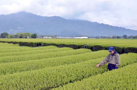 遠くに高隈山地を望むかのや茶の茶畑＝鹿屋市東原町