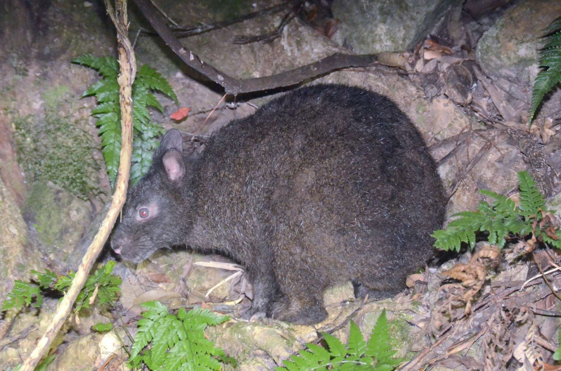 姿を現したアマミノクロウサギ＝２０２４年８月、奄美大島