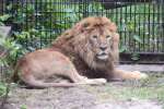 ライオンの雄サン＝１日、鹿児島市の平川動物公園