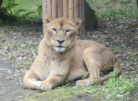 〈関連〉ライオンの雌アサヒ＝１日、鹿児島市の平川動物公園