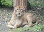 〈関連〉ライオンの雌アサヒ＝１日、鹿児島市の平川動物公園