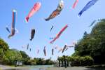 空をスイスイ泳ぐこいのぼり＝２日、鹿屋市串良の下小原池公園