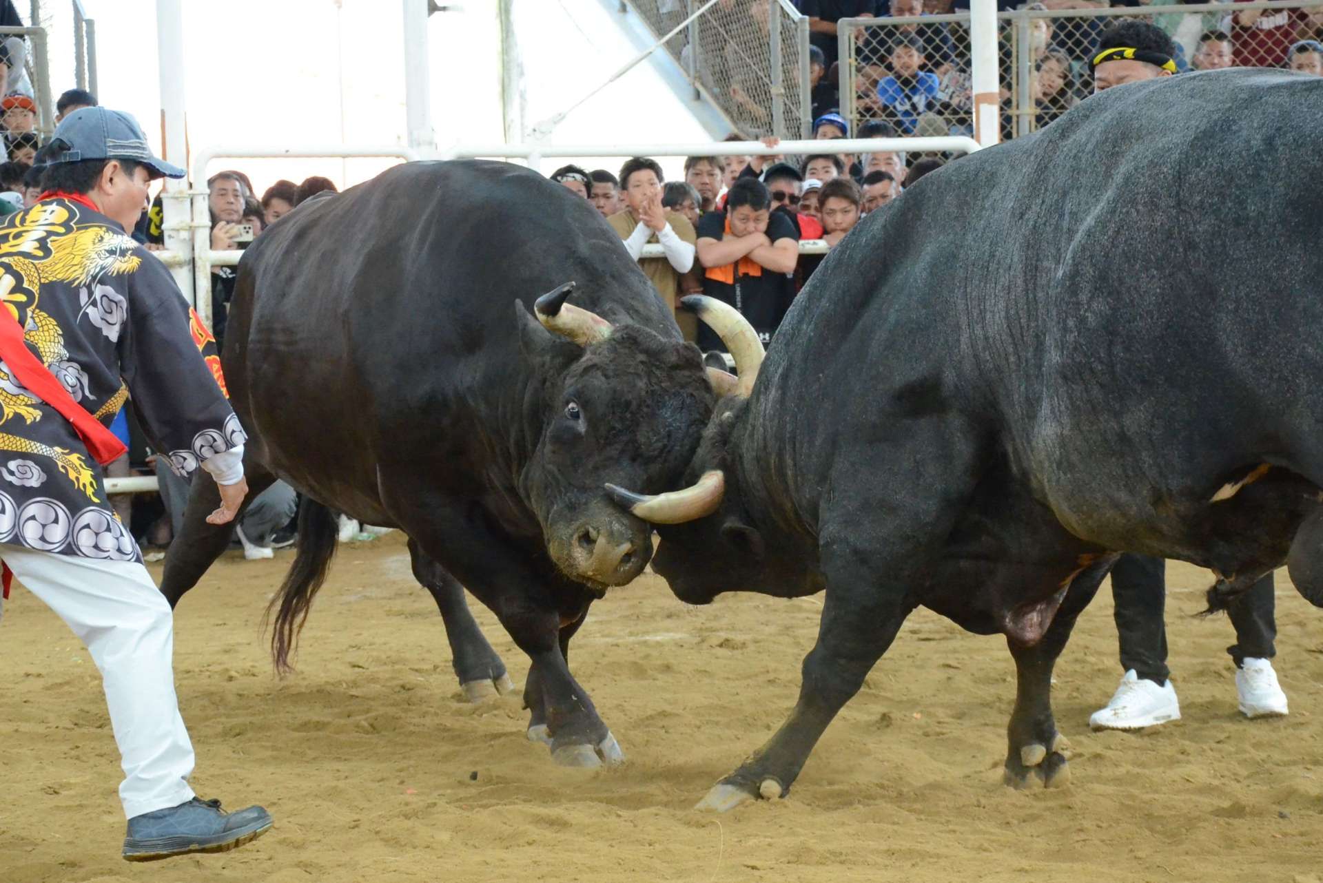 〈歓喜の瞬間を動画で見る〉激しくぶつかる二代目力道山（左）と豊島幸輝心（右）＝４日、伊仙町目手久の徳之島なくさみ館
