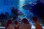 照明が落ちた水槽で泳ぐ魚を見る家族連れら＝鹿児島市のかごしま水族館