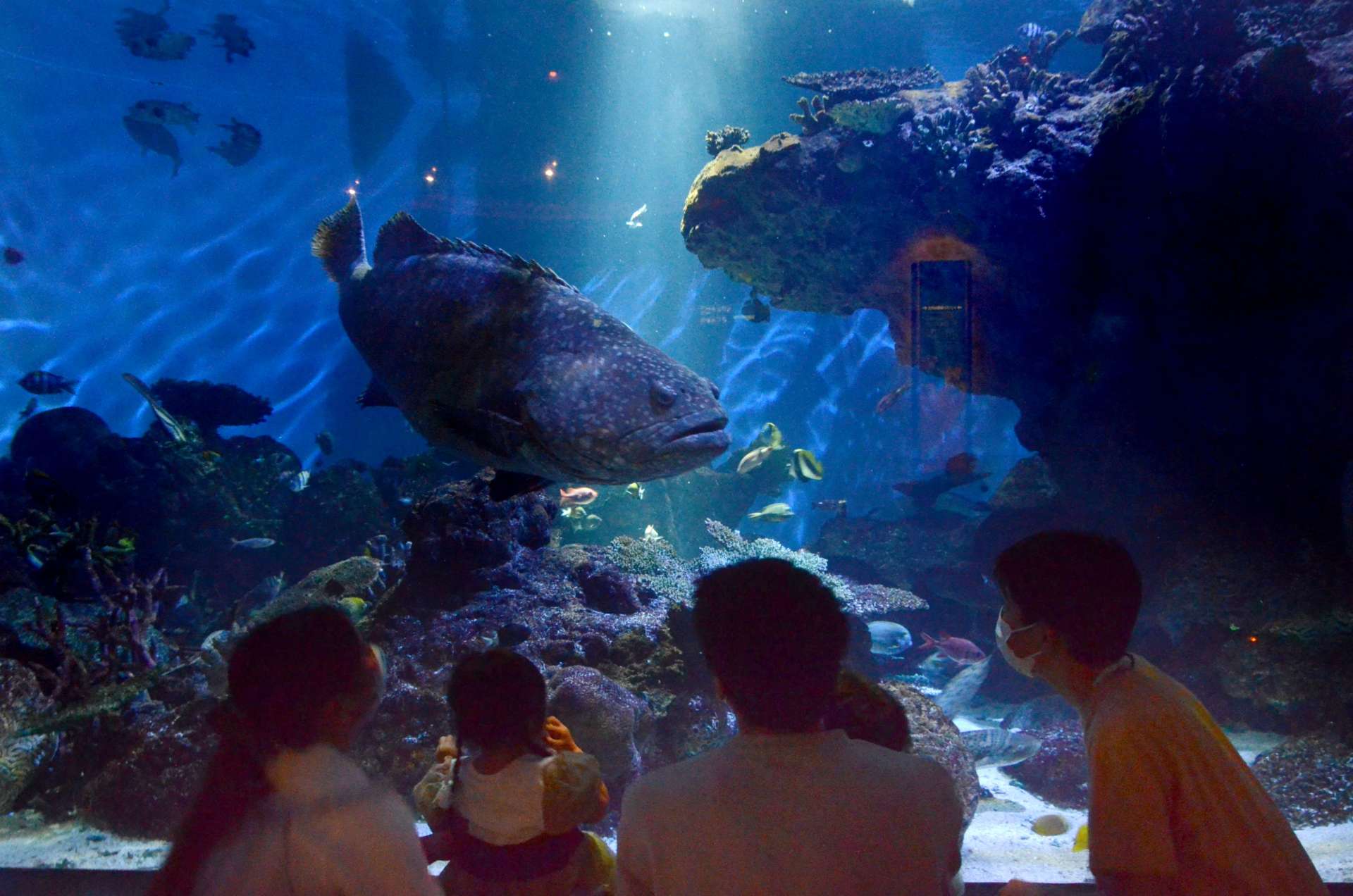 照明が落ちた水槽で泳ぐ魚を見る家族連れら＝鹿児島市のかごしま水族館