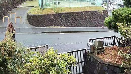 〈引きの画像〉住宅街に出没したニホンザル。右奥にはもう１頭のサルが写っていた＝６日午後１時４５分ごろ、鹿児島市錦江台３丁目（高橋真也さん提供）