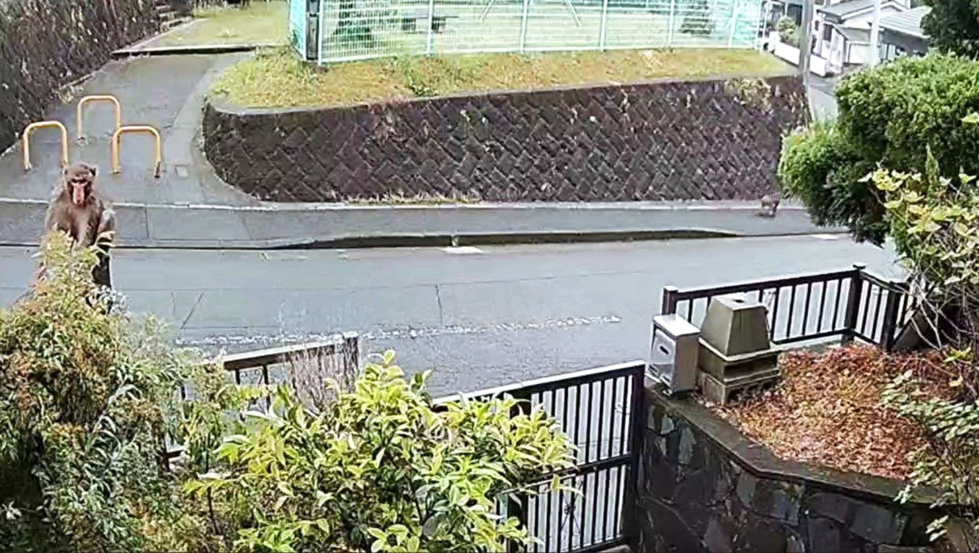 〈引きの画像〉住宅街に出没したニホンザル。右奥にはもう１頭のサルが写っていた＝６日午後１時４５分ごろ、鹿児島市錦江台３丁目（高橋真也さん提供）