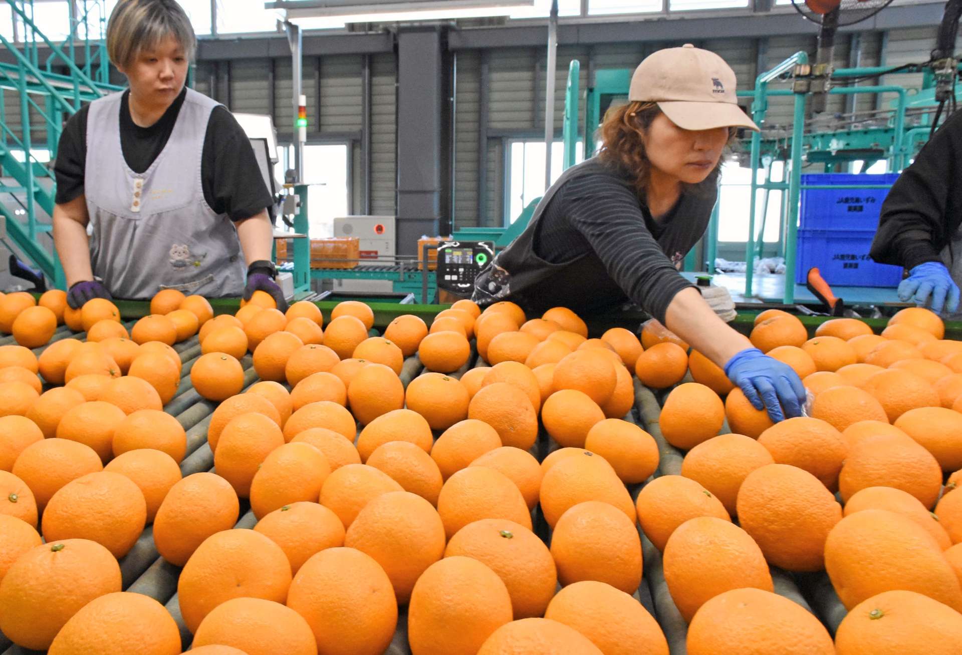 出荷に向け、選別される紅甘夏＝２日、出水市高尾野町下水流