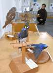 野鳥のはく製やパネルが並ぶ会場＝出水市文化町